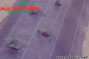 Crops covered by weed fabric