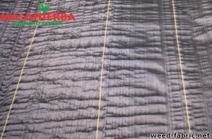 Weed fabric sample