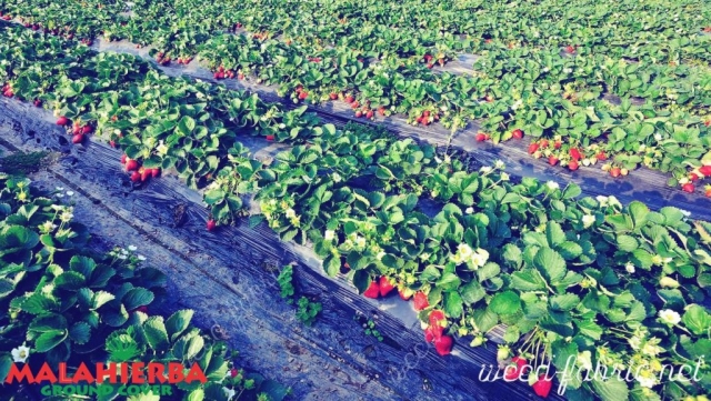 strawberry crops using the Ground cover.